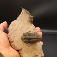 METACANTHINA ISSOUMOURENSIS - Imagen 2