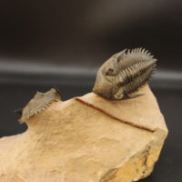 METACANTHINA ISSOUMOURENSIS