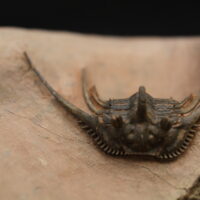 KETTNERASPIS PRESCHERI - Imagen 2