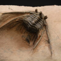 KETTNERASPIS PRESCHERI - Imagen 3