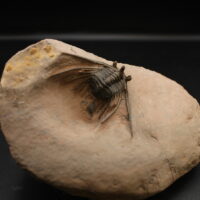 KETTNERASPIS PRESCHERI
